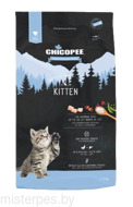 CHICOPEE HNL KITTEN